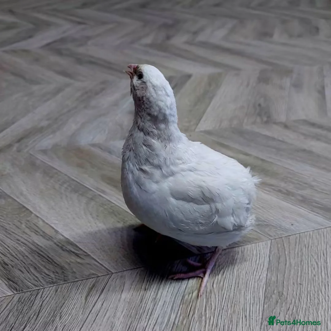 Quail poultry for sale: Quails and quails eggs &jambo japanese and giant  - Advert 1