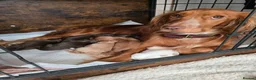 Cocker Spaniel dogs for sale: Cocker spaniel puppies  - Advert 1