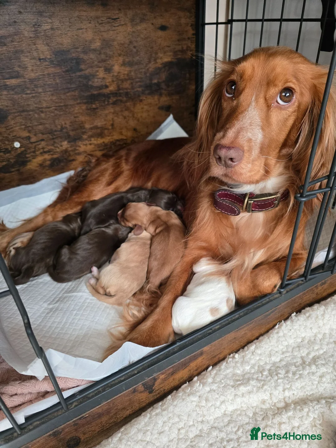 Cocker Spaniel dogs for sale: Cocker spaniel puppies  - Advert 1