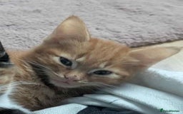 Mixed Breed cats for sale: 10 weeks of beautiful ginger boy kittens - Image 8