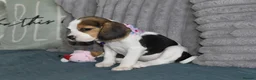 Beagle dogs for sale: Beautiful beagle puppies  - Advert 10