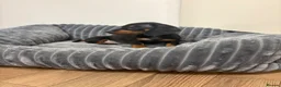 Miniature Dachshund dogs for sale: 🐾 Beautiful Miniature Dachshund 🐾 - Advert 7