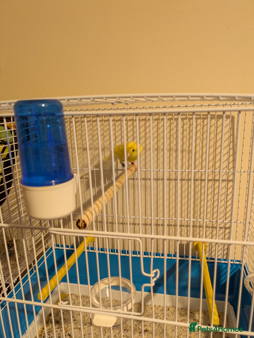 Canaries birds for sale: Pair of German Rhinelander canaries - Advert 8