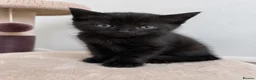Mixed Breed cats for sale: 🐾 Beautiful Kittens Looking for Loving Homes 🐾 in Wellingborough - Advert 3