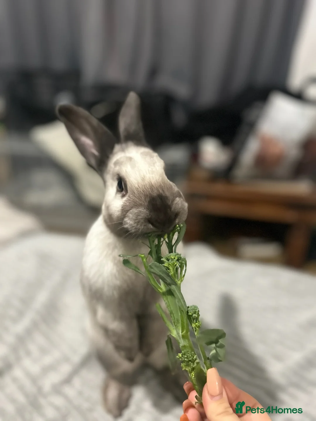 Sallander rabbits for sale: Handsome Sallander male rabbit  - Advert 2