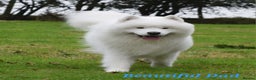 Samoyed dogs for stud: Top Quality KC Proven stud with Champion lineage  - Advert 21