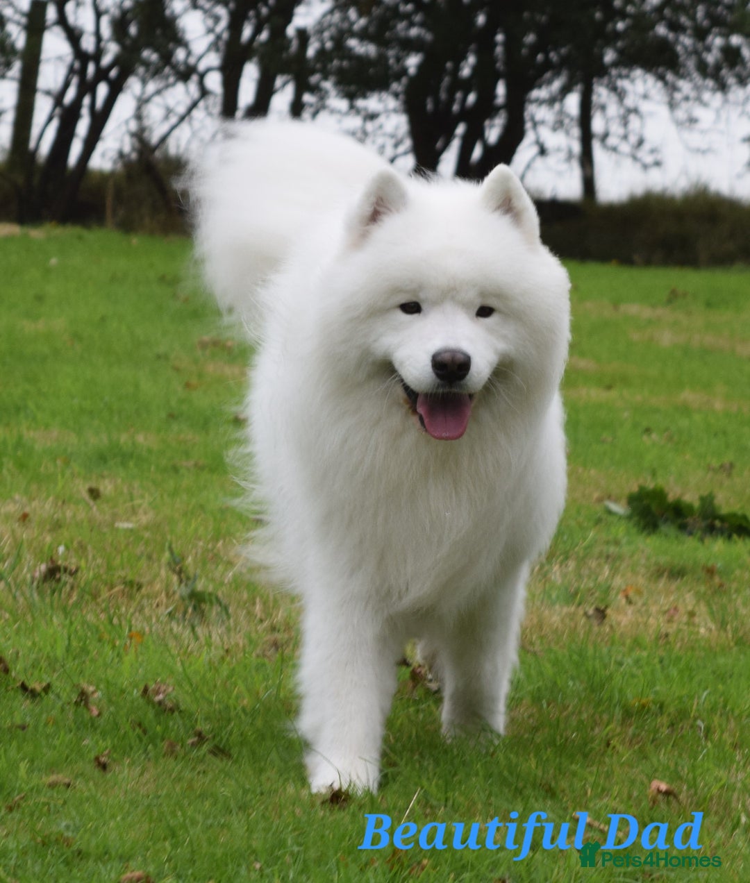Samoyed dogs for stud: Top Quality KC Proven stud with Champion lineage  - Image 24