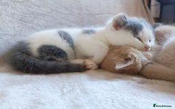 British Shorthair cats for sale: British shorthair cross kittens - Image 3