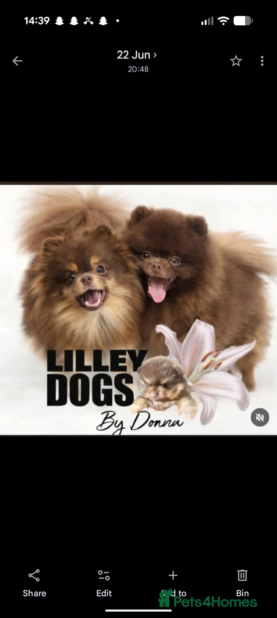 Pomeranian dogs MOCHI the chocolate pom boy - Advert 13