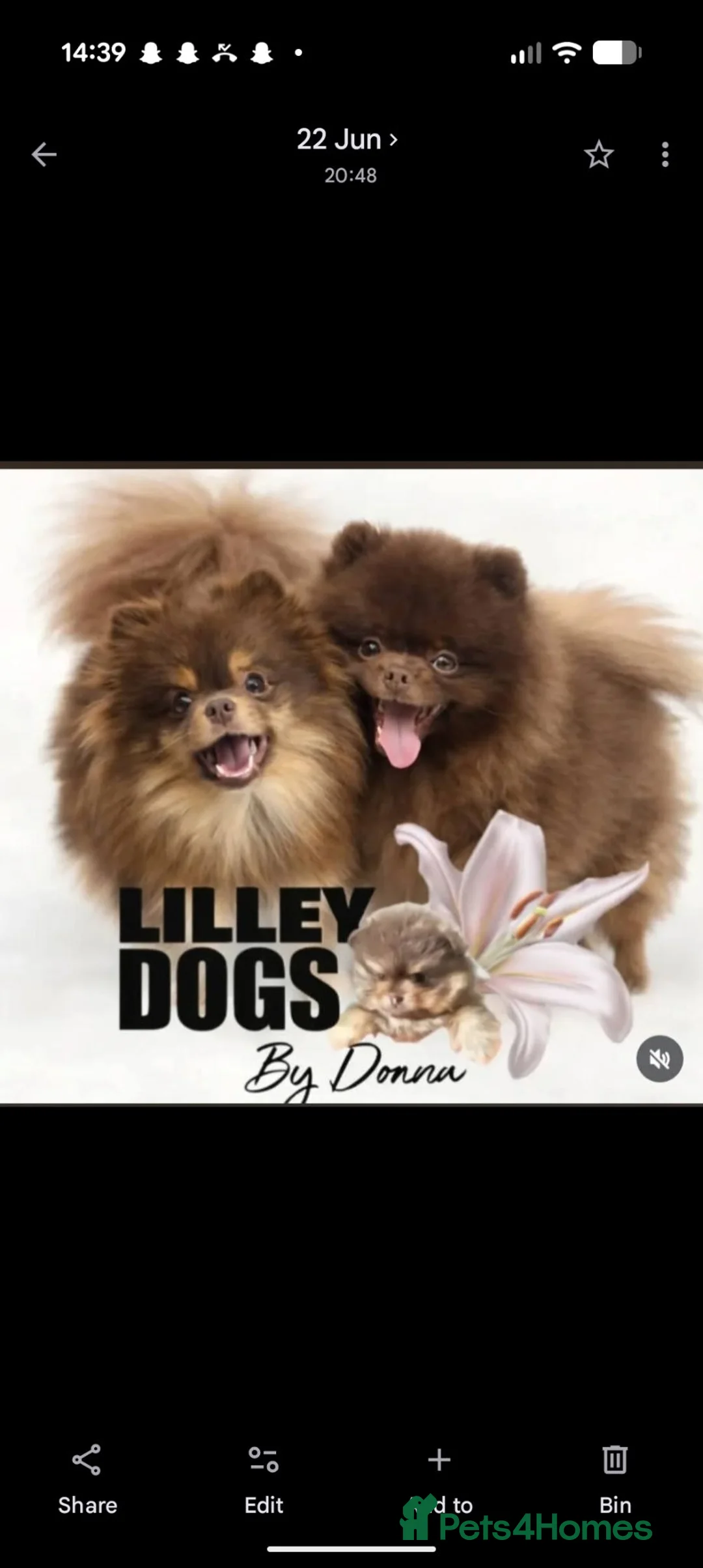 Pomeranian dogs for sale: MOCHI the chocolate pom boy in Sunderland - Advert 1