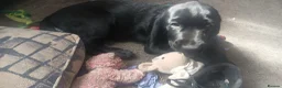 Mixed Breed dogs for sale: Last 3 gorgeous Cockapoo x Ready for new homes - Advert 4
