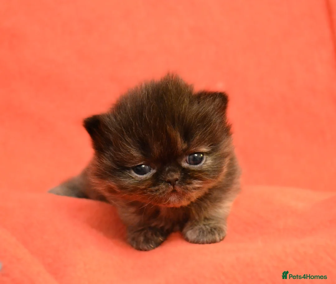 Persian cats for sale: Unique gorgeous Persian Kittens in Warwick - Advert 2