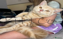 British Shorthair cats for sale: LAST 2 GCCF BSH Kittens – Ready NOW!! in Slough - Image 4
