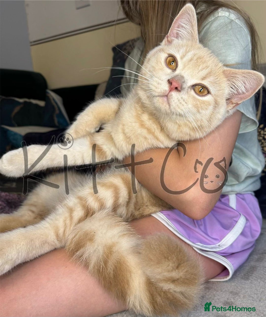 British Shorthair cats for sale: LAST 2 GCCF BSH Kittens – Ready NOW!! in Slough - Image 4