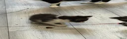 Mixed Breed cats for sale: Three kittens For Sale  in Dagenham - Advert 2