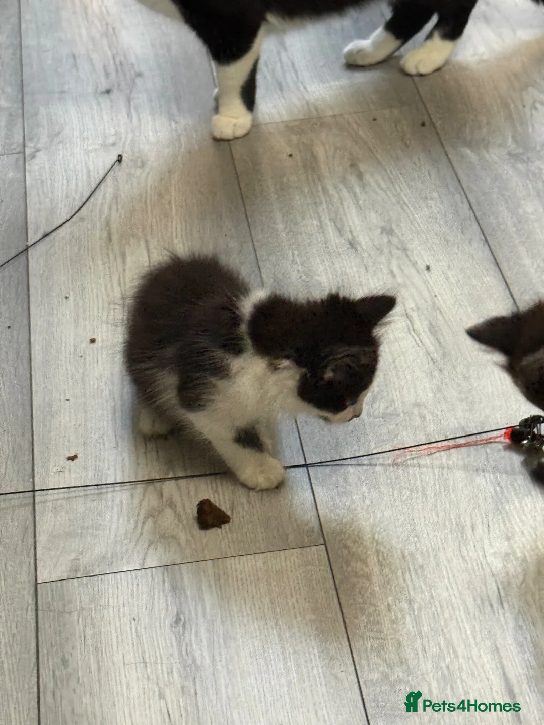 Mixed Breed cats for sale: Three kittens For Sale  in Dagenham - Advert 2