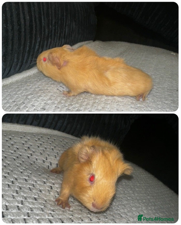 Guinea Pig rodents Baby boy Guinea pigs  - Advert 1