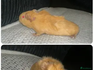 Guinea Pig rodents Baby boy Guinea pigs - Advert 1