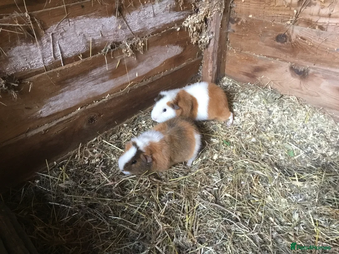 Guinea Pig rodents for sale: Teddy sisters - Advert 2