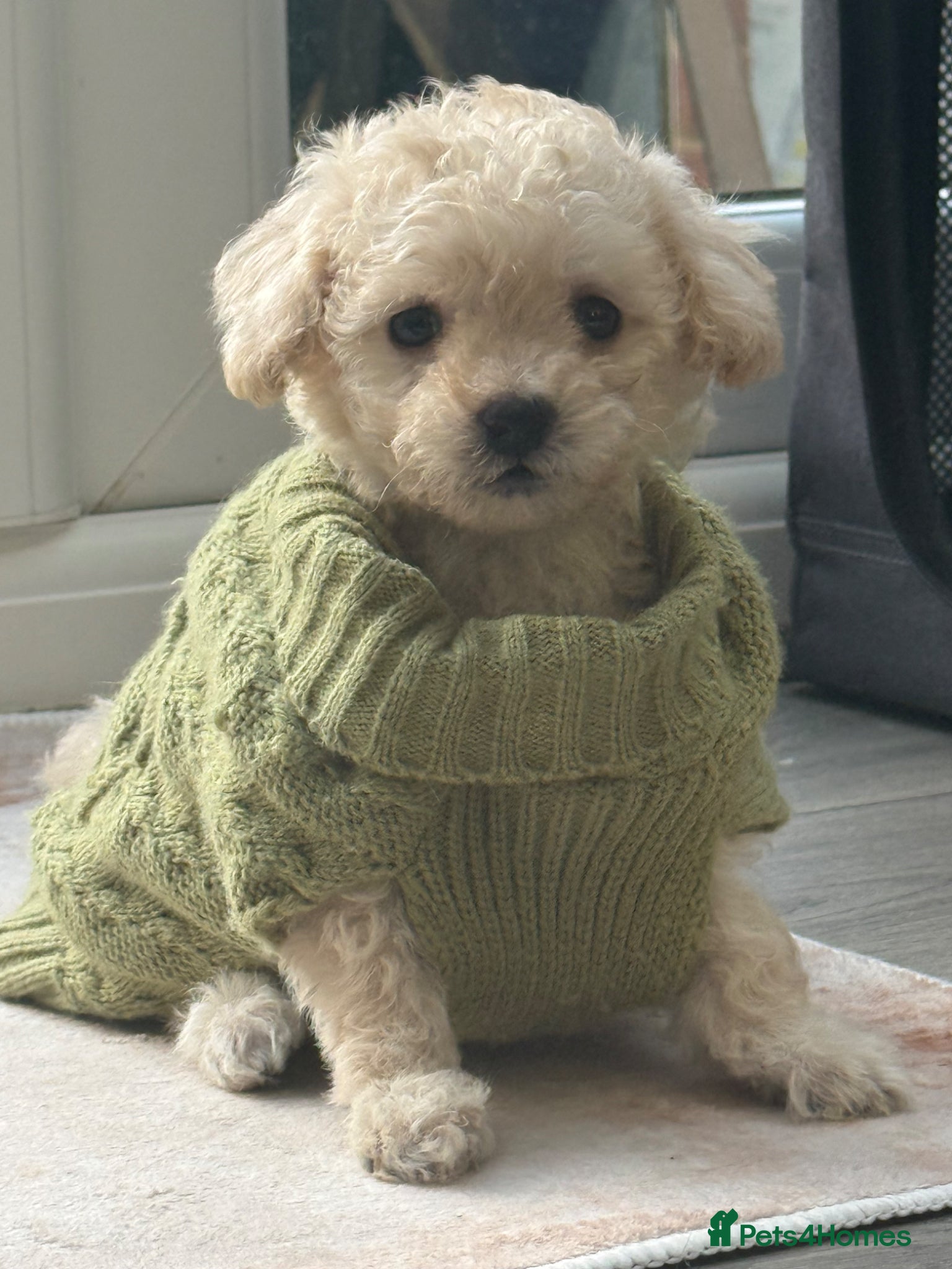 Toy Poodle dogs 5 gorgeous toy poodles - Advert 13