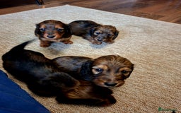 Miniature Dachshund dogs for sale: Miniature Long Dachshund Puppies  - Image 5