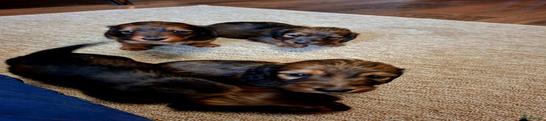 Miniature Dachshund Puppy 4