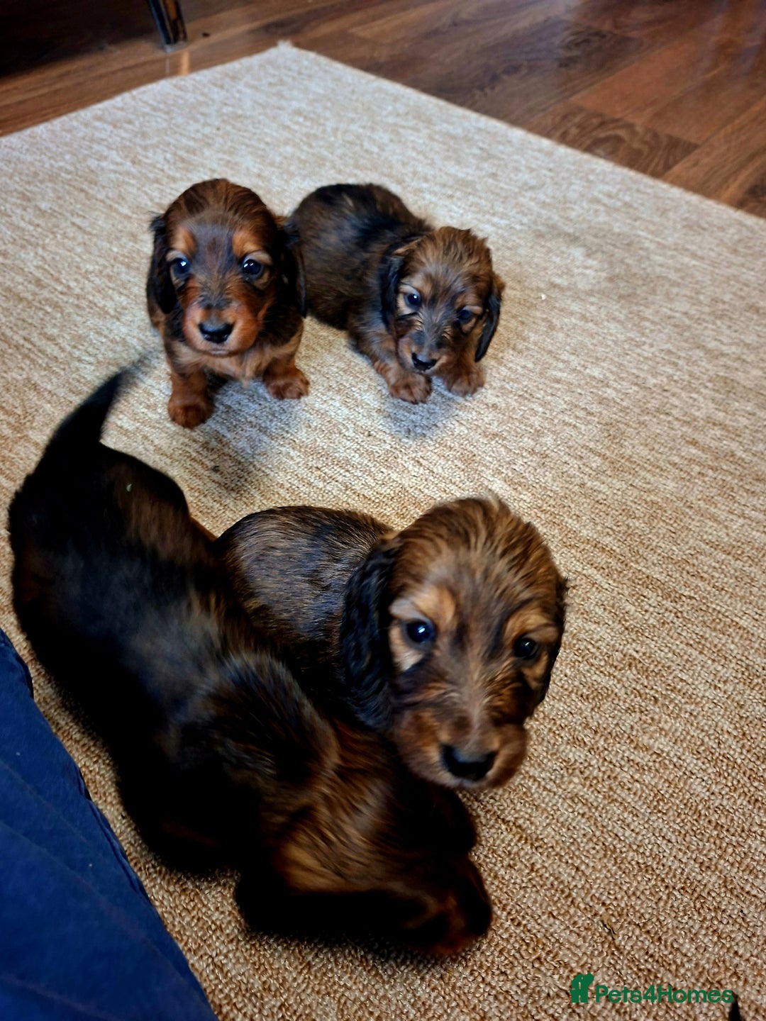 Miniature Dachshund dogs for sale: Miniature Long Dachshund Puppies  - Image 5