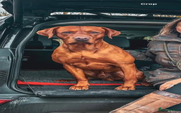 Labrador Retriever dogs for sale: Beautiful KC registered Fox Red Labrador Puppies - Image 13