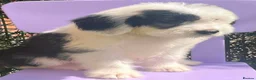 Saint Bernard dogs for sale: St Bernard x old English puppies  - Advert 4