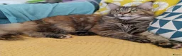Maine Coon cats for sale: Large Female Maine Coon Gccf reg - Advert 5