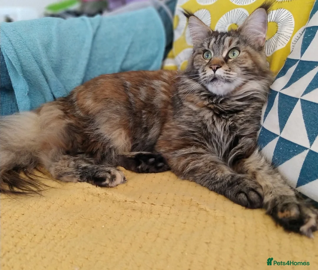 Maine Coon cats for sale: Large Female Maine Coon Gccf reg - Advert 5