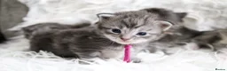 Maine Coon cats for sale: Stunning TICA Registered Maine Coon Kittens  - Advert 11
