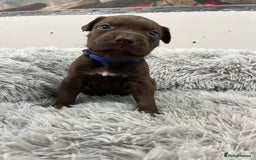 American Bull Staffy dogs for sale: Staffy Bull Puppies - Advert 1