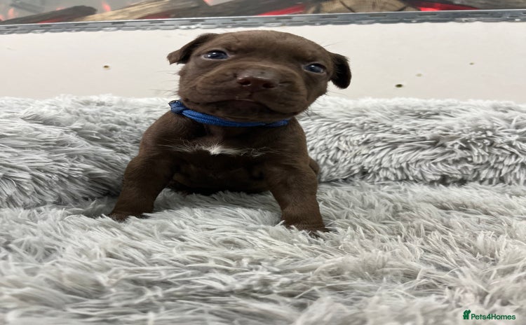 American Bull Staffy dogs - Advert 1
