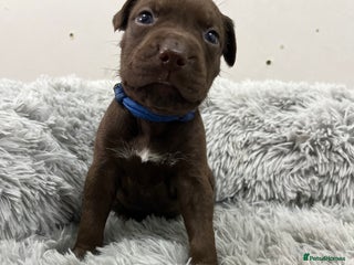 American Bull Staffy dogs Staffy Bull Puppies - Advert 8