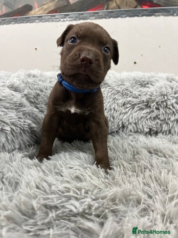 American Bull Staffy dogs Staffy Bull Puppies - Advert 1