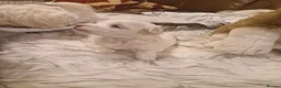 Maltese dogs for sale: Maltese toybreed - Advert 10