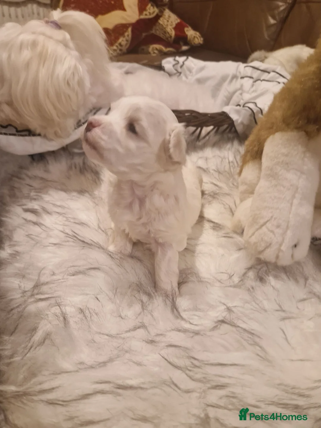 Maltese dogs for sale: Maltese toybreed - Advert 10