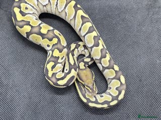 Python Snake reptiles Royal python hatchlings from £30 - Advert 20