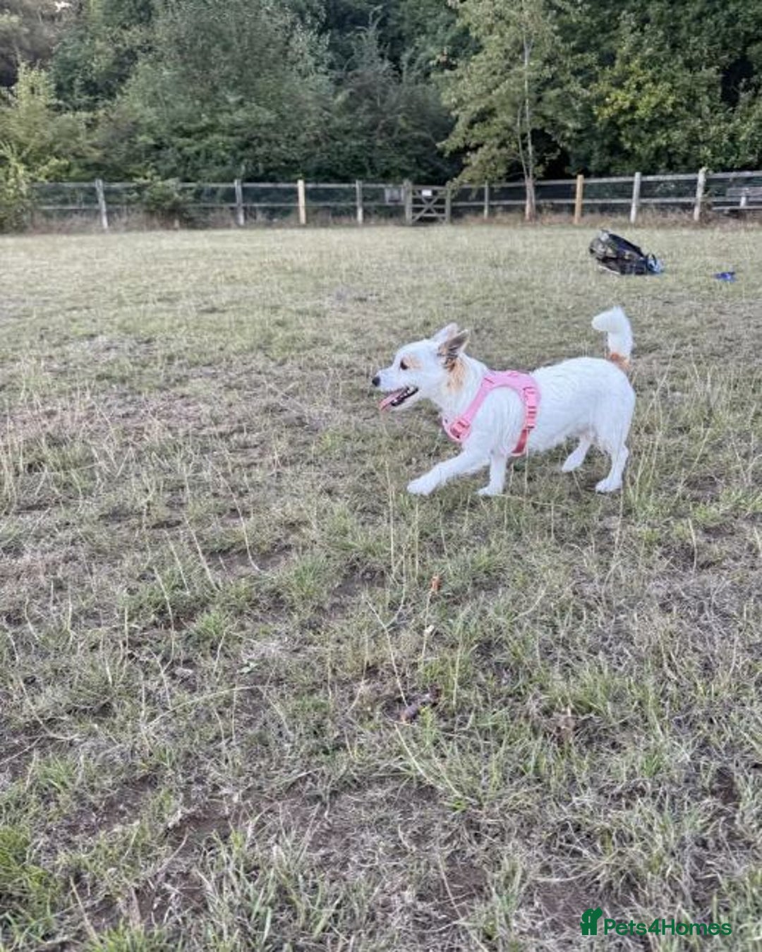 Mixed Breed dogs for sale: Loving Bichon/Jack Russell Cross Needs a New Home - Image 3