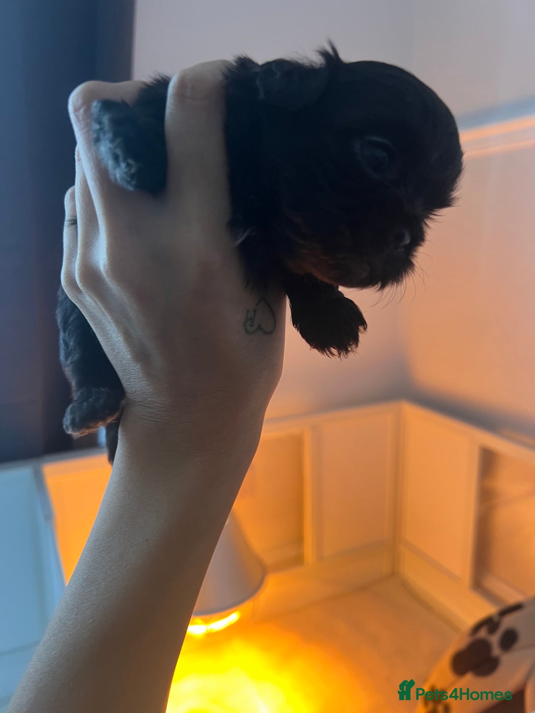 Shih Tzu dogs for sale: Shihtzu puppies - Image 11