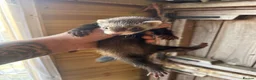 Ferret rodents for sale: Micro eu ferrets at 4 girls left 6 boys  - Advert 5