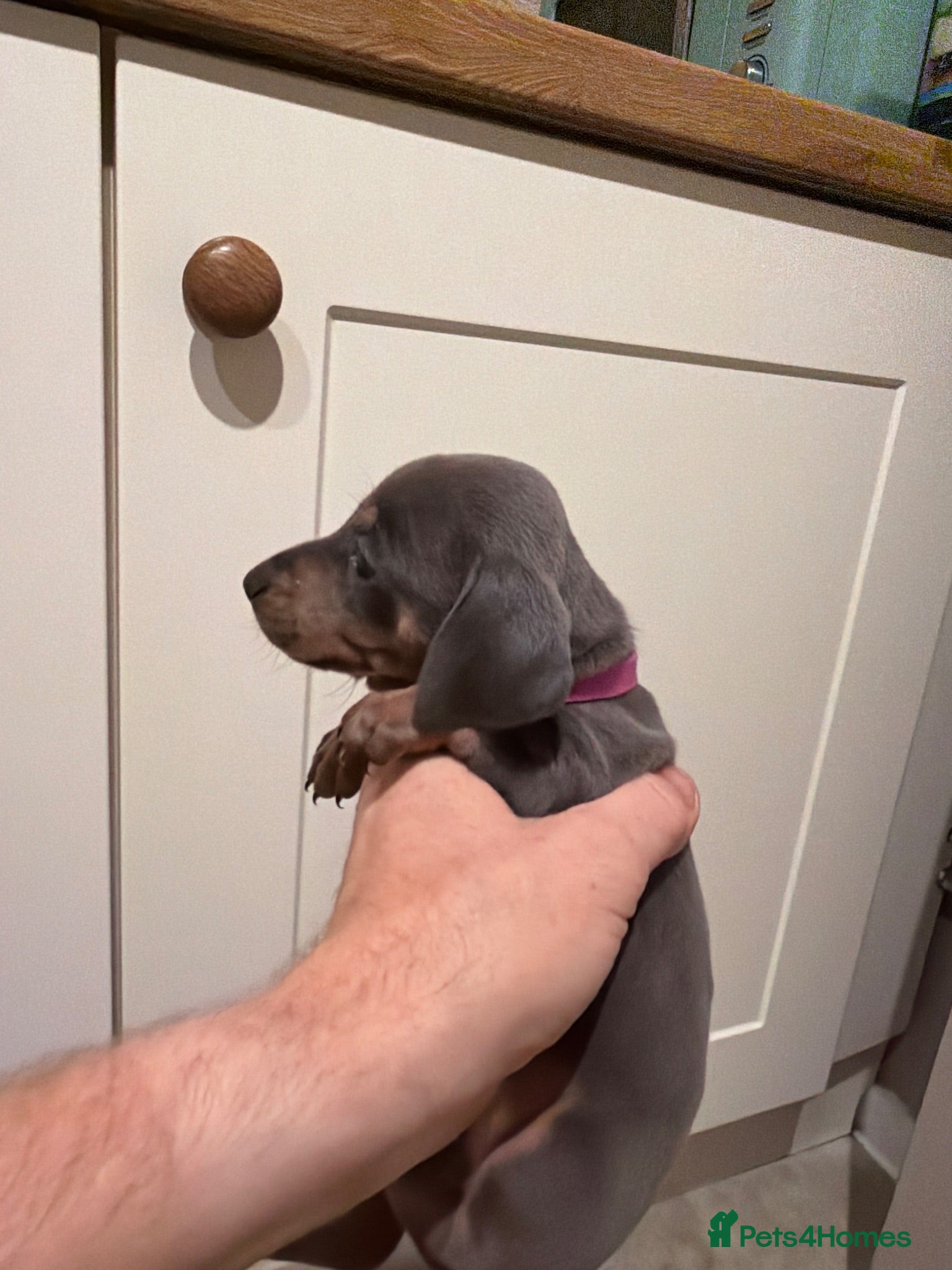 Miniature Dachshund dogs Beautiful Miniature Daushund Puppies - Advert 2