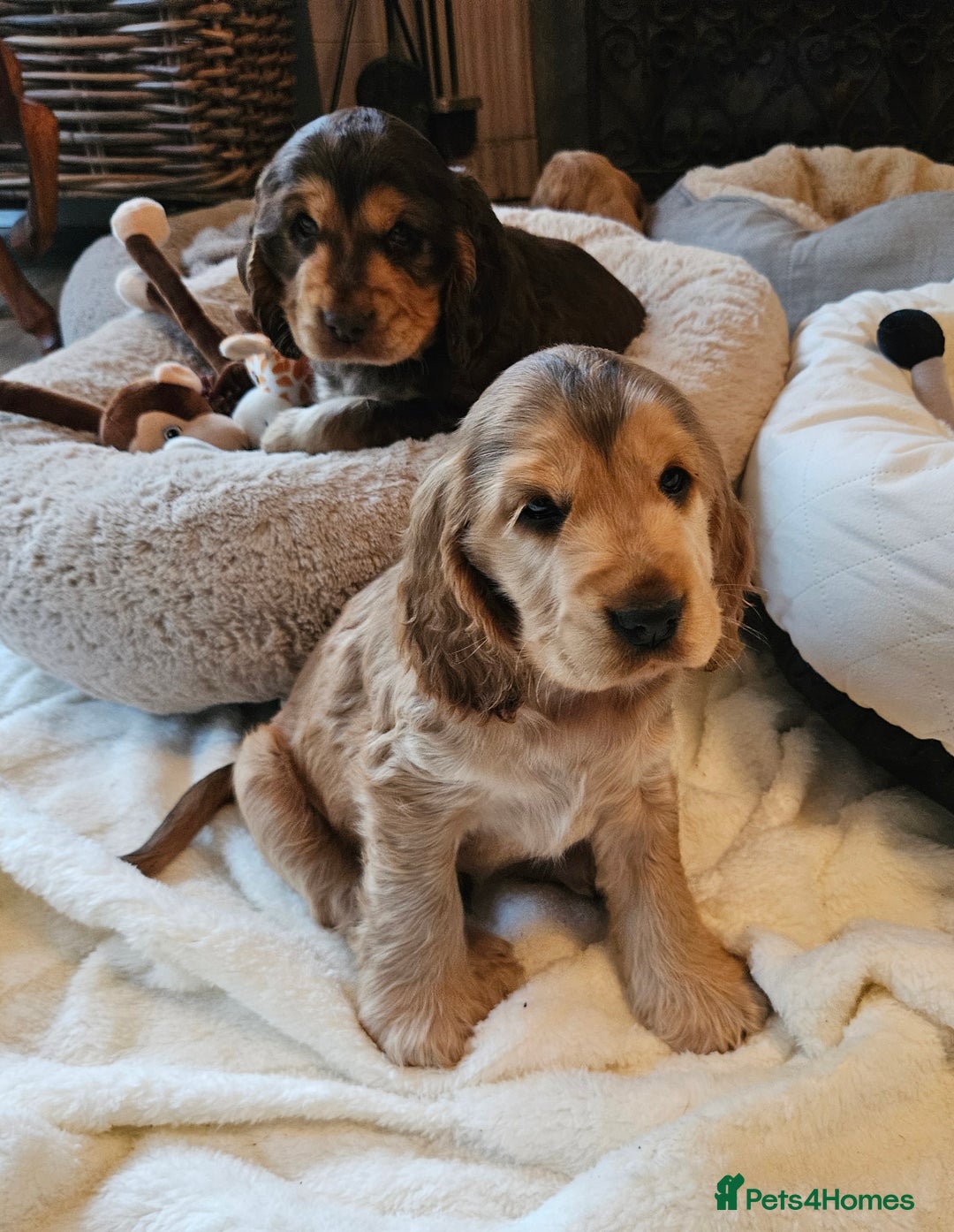 Cocker Spaniel dogs for sale: 🐾 KC Show Cocker Puppies 💛 Fully Health Tested  - Image 9