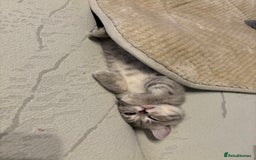 Scottish Fold cats for sale: Scottish fold kittens ready to find new homes - Image 15