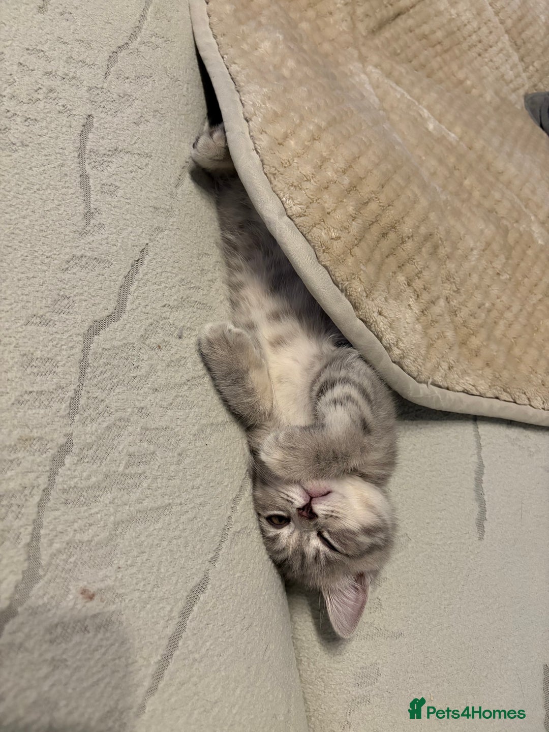 Scottish Fold cats for sale: Scottish fold kittens ready to find new homes - Image 15