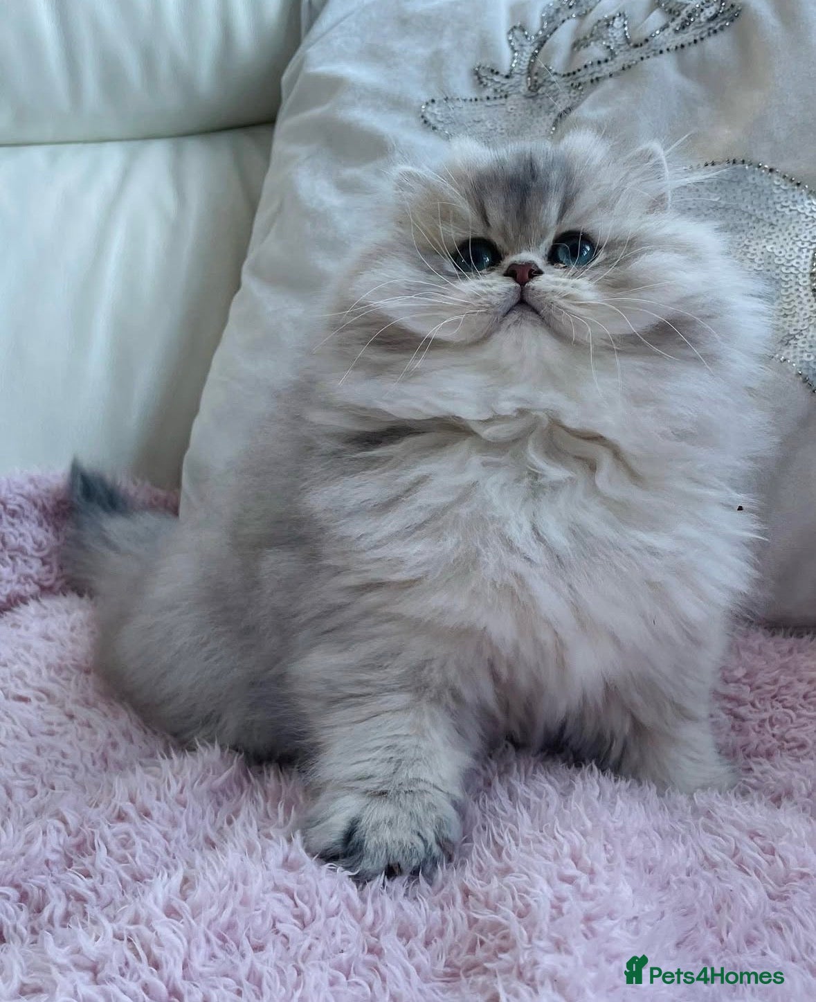 British Longhair cats Lilac golden British longhair blue golden pedigree - Advert 1