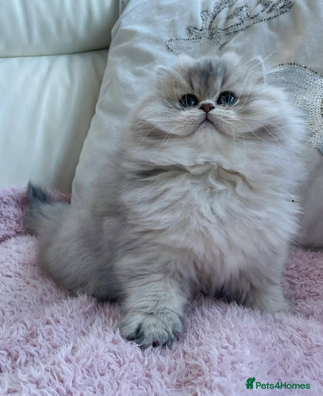 British Longhair cats for sale: Lilac golden British longhair blue golden pedigree - Advert 2