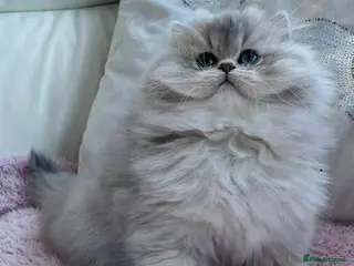 British Longhair cats Lilac golden British longhair blue golden pedigree - Advert 2