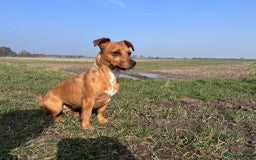 Patterjack dogs for sale: Patterjack puppies  - Image 1
